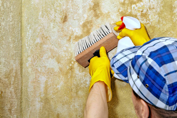 Best Black Mold Removal  in Torrington, WY