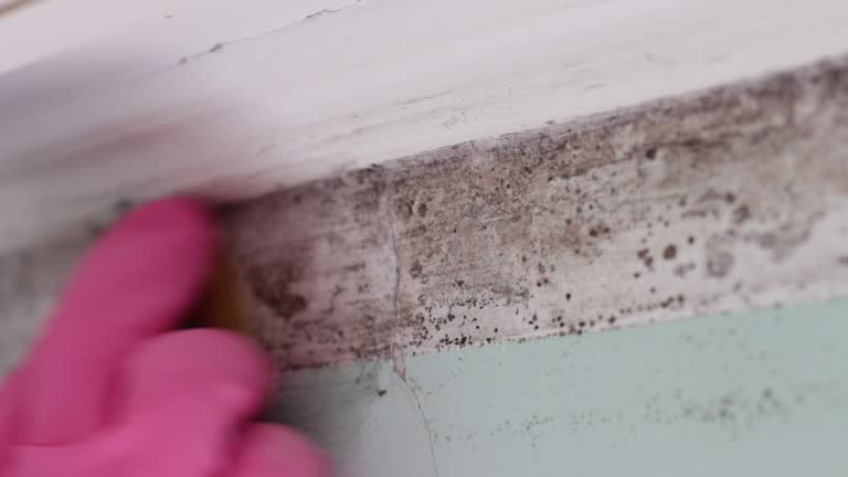 Best Basement Mold Removal  in Torrington, WY